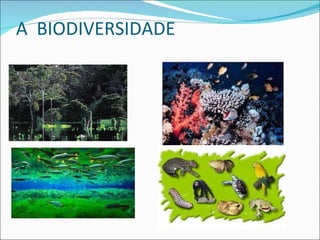 A  BIODIVERSIDADE  