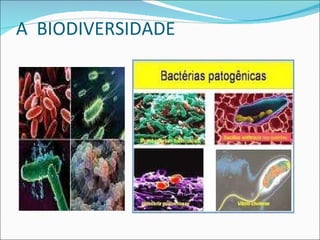 A  BIODIVERSIDADE  