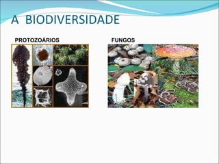 A  BIODIVERSIDADE  PROTOZOÁRIOS FUNGOS 