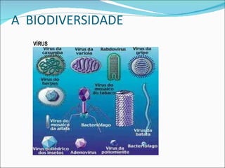 A  BIODIVERSIDADE  V Í RUS 