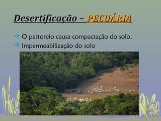 Desertificação – PECUÁRIA
 O pastoreio causa compactação do solo.
 Impermeabilização do solo
 