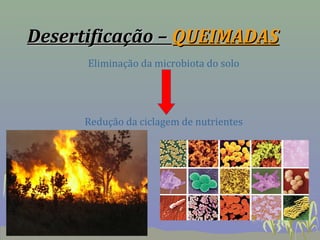 Desertificação – QUEIMADAS
      Eliminação da microbiota do solo




     Redução da ciclagem de nutrientes
 