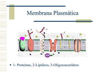 Membrana Plasmática
 1- Proteínas, 2-Lipídeos, 3-Oligossacarídeos
 