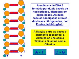 A molécula de DNA é
formada por dupla cadeia de
nucleotídeos, dispostas em
dupla-hélice. As duas
cadeias são ligadas através
das bases nitrogenadas, por
Pontes de Hidrogênio.
A ligação entre as bases é
altamente específica: a
Adenina se une com a
Timina; a Guanina com a
Citosina.
A - T C - G
 