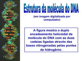 (em imagem digitalizada por
computador)
A figura mostra o duplo
encadeamento helicoidal da
molécula do DNA com as duas
cadeias ligadas através das
bases nitrogenadas pelas pontes
de hidrogênio.
 