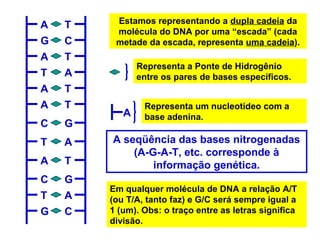 A
A
A
A
A
A
G
G
C
C
T
T
T
T
T
T
T
T
C
C
G
G
A
A
A
Estamos representando a dupla cadeia da
molécula do DNA por uma “escada” (cada
metade da escada, representa uma cadeia).
Representa a Ponte de Hidrogênio
entre os pares de bases específicos.
Representa um nucleotídeo com a
base adenina.
A seqüência das bases nitrogenadas
(A-G-A-T, etc. corresponde à
informação genética.
Em qualquer molécula de DNA a relação A/T
(ou T/A, tanto faz) e G/C será sempre igual a
1 (um). Obs: o traço entre as letras significa
divisão.
 