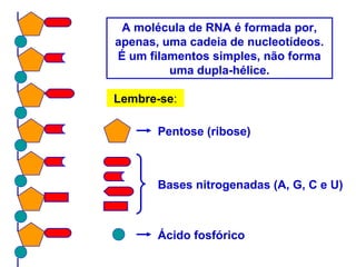 A molécula de RNA é formada por,
apenas, uma cadeia de nucleotídeos.
É um filamentos simples, não forma
uma dupla-hélice.
Lembre-se:
Pentose (ribose)
Bases nitrogenadas (A, G, C e U)
Ácido fosfórico
 