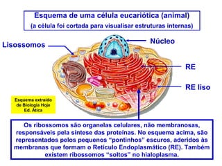 Esquema de uma célula eucariótica (animal)
(a célula foi cortada para visualisar estruturas internas)
Os ribossomos são organelas celulares, não membranosas,
responsáveis pela síntese das proteínas. No esquema acima, são
representados pelos pequenos “pontinhos” escuros, aderidos às
membranas que formam o Retículo Endoplasmático (RE). Também
existem ribossomos “soltos” no hialoplasma.
RE
Núcleo
Lisossomos
RE liso
Esquema extraído
de Biologia Hoje
Ed. Ática
 