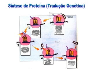 Aula bioquimica2