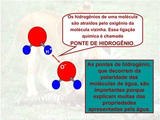 Os hidrogênios de uma molécula
são atraídos pelo oxigênio da
molécula vizinha. Essa ligação
química é chamada
PONTE DE HIDROGÊNIO.
As pontes de hidrogênio,
que decorrem da
polaridade das
moléculas de água, são
importantes porque
explicam muitas das
propriedades
apresentadas pela água.
H
O
+
-
 