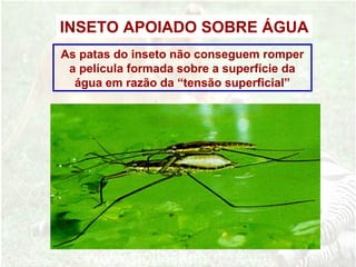 INSETO APOIADO SOBRE ÁGUA
As patas do inseto não conseguem romper
a película formada sobre a superfície da
água em razão da “tensão superficial”
 