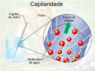 Capilaridade
 