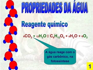 6CO2 + 12H2O  C6H12O6 + 6H2O + 6O2
A água reage com o
gás carbônico, na
fotossíntese
1
 