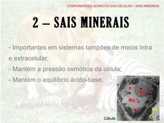 - Importantes em sistemas tampões de meios intra
e extracelular;
- Mantém a pressão osmótica da célula;
- Mantém o equilíbrio ácido-base.
COMPONENTES QUÍMICOS DAS CÉLULAS – SAIS MINERAIS
K +
Mg 2+
Na +
Cl -
Mg 2+
K +
Célula
2 – SAIS MINERAIS
 