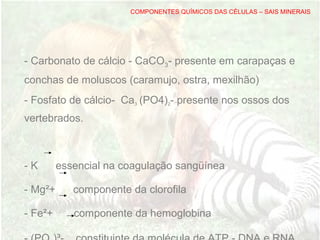 COMPONENTES QUÍMICOS DAS CÉLULAS – SAIS MINERAIS
- Carbonato de cálcio - CaCO3- presente em carapaças e
conchas de moluscos (caramujo, ostra, mexilhão)
- Fosfato de cálcio- Ca3 (PO4)2- presente nos ossos dos
vertebrados.
- K essencial na coagulação sangüínea
- Mg²+ componente da clorofila
- Fe²+ componente da hemoglobina
 
