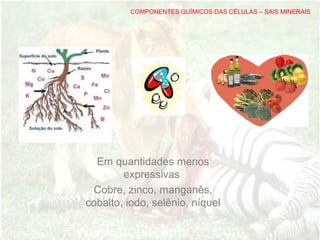 COMPONENTES QUÍMICOS DAS CÉLULAS – SAIS MINERAIS
Em quantidades menos
expressivas
Cobre, zinco, manganês,
cobalto, iodo, selênio, níquel
 