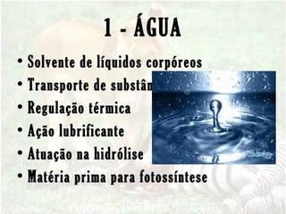 1 - ÁGUA
• Solvente de líquidos corpóreos
• Transporte de substâncias
• Regulação térmica
• Ação lubrificante
• Atuação na hidrólise
• Matéria prima para fotossíntese
 