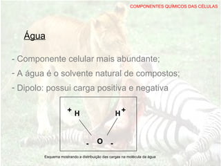 - Componente celular mais abundante;
- A água é o solvente natural de compostos;
- Dipolo: possui carga positiva e negativa
Água
COMPONENTES QUÍMICOS DAS CÉLULAS
HH
O- -
+ +
Esquema mostrando a distribuição das cargas na molécula da água
 