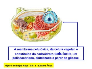 A membrana celulósica, da célula vegetal, é
constituída do carboidrato celulose, um
polissacarídeo, sintetizado a partir da glicose.
Figura: Biologia Hoje - Vol. 1 - Editora Ática
 