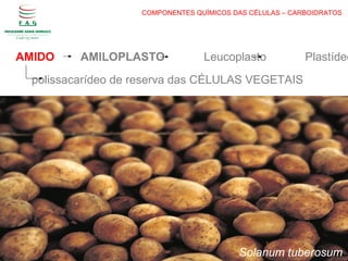 COMPONENTES QUÍMICOS DAS CÉLULAS – CARBOIDRATOS
AMIDO AMILOPLASTO Leucoplasto Plastídeo
Solanum tuberosum
polissacarídeo de reserva das CÉLULAS VEGETAIS
 