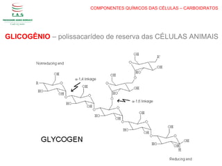 COMPONENTES QUÍMICOS DAS CÉLULAS – CARBOIDRATOS
GLICOGÊNIO – polissacarídeo de reserva das CÉLULAS ANIMAIS
 