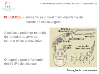 COMPONENTES QUÍMICOS DAS CÉLULAS – CARBOIDRATOS
CELULOSE - elemento estrutural mais importante da
parede da célula vegetal
Formação da parede celular
A celulose pode ser extraída
da madeira de árvores,
como o pinus e eucaliptus
O algodão puro é formado
em 99,8% de celulose
 