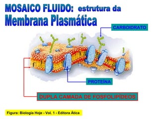 Figura: Biologia Hoje - Vol. 1 - Editora Ática
PROTEÍNA
DUPLA CAMADA DE FOSFOLIPÍDEOS
CARBOIDRATO
 