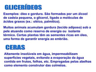 Exemplos: óleo e gordura. São formados por um álcool
de cadeia pequena, o glicerol, ligado a moléculas de
ácidos graxos (ex.: oléico, palmítico).
Muitos animais acumulam gordura (tecido adiposo) sob a
pele atuando como reserva de energia ou isolante
térmico. Certas plantas têm as sementes ricas em óleo,
uma forma de garantir energia ao embrião.
Altamente insolúveis em água, impermeabilizam
superfícies vegetais, evitando a evaporação da água
contida em frutos, folhas, etc. Empregadas pelas abelhas
como elemento construtor das colméias.
 