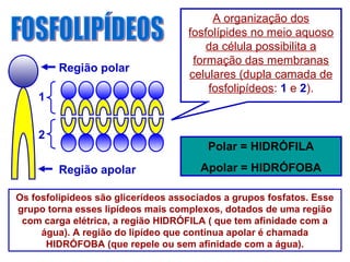 Os fosfolipídeos são glicerídeos associados a grupos fosfatos. Esse
grupo torna esses lipídeos mais complexos, dotados de uma região
com carga elétrica, a região HIDRÓFILA ( que tem afinidade com a
água). A região do lipídeo que continua apolar é chamada
HIDRÓFOBA (que repele ou sem afinidade com a água).
Região polar
Região apolar
A organização dos
fosfolípides no meio aquoso
da célula possibilita a
formação das membranas
celulares (dupla camada de
fosfolipídeos: 1 e 2).
Polar = HIDRÓFILA
Apolar = HIDRÓFOBA
1
2
 