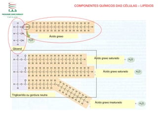 Glicerol
Ácido graxo
Triglicerídio ou gordura neutra
Ácido graxo saturado
Ácido graxo saturado
Ácido graxo insaturado
COMPONENTES QUÍMICOS DAS CÉLULAS – LIPÍDIOS
 