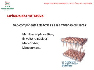 LIPÍDIOS ESTRUTURAIS
COMPONENTES QUÍMICOS DA S CÉLULAS – LIPÍDIOS
São componentes de todas as membranas celulares
Membrana plasmática;
Envoltório nuclear;
Mitocôndria,
Lisossomas...
 