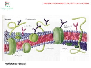 COMPONENTES QUÍMICOS DA S CÉLULAS – LIPÍDIOS
Membranas celulares
 