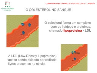COMPONENTES QUÍMICOS DA S CÉLULAS – LIPÍDIOS
O colesterol forma um complexo
com os lipídeos e proteínas,
chamado lipoproteína - LDL
A LDL (Low-Density Lipoproteins)
acaba sendo oxidada por radicais
livres presentes na célula.
O COLESTEROL NO SANGUE
 