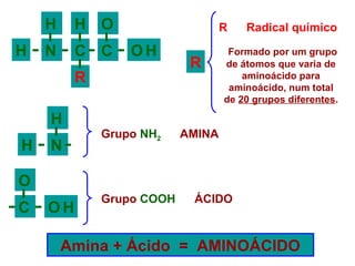 H
H
R
H
N CC
O
OH
H
NH
HC
O
O
R
Grupo NH2 AMINA
Grupo COOH ÁCIDO
Amina + Ácido = AMINOÁCIDO
Formado por um grupo
de átomos que varia de
aminoácido para
aminoácido, num total
de 20 grupos diferentes.
R Radical químico
 