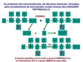 As proteínas são macromoléculas, de alto peso molecular, formadas
pelo encadeamento de aminoácidos unidos através das LIGAÇÕES
PEPTÍDICAS (1).
H
H
R1
H
N CC
O
OH H
H
R2
H
N CC
O
OH+
H
H
R1
H
N CC
O
O
H H
H
R2
H
N CC
O
O
H + H2O
(1)
A ligação peptídica ocorre entre o grupo CARBOXILA de
um aminoácido (R1) e o grupo AMINA de outro (R2).
ENZIMAS
 