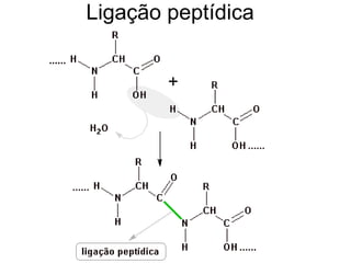 Ligação peptídica
 