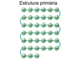 Estrutura primária
 