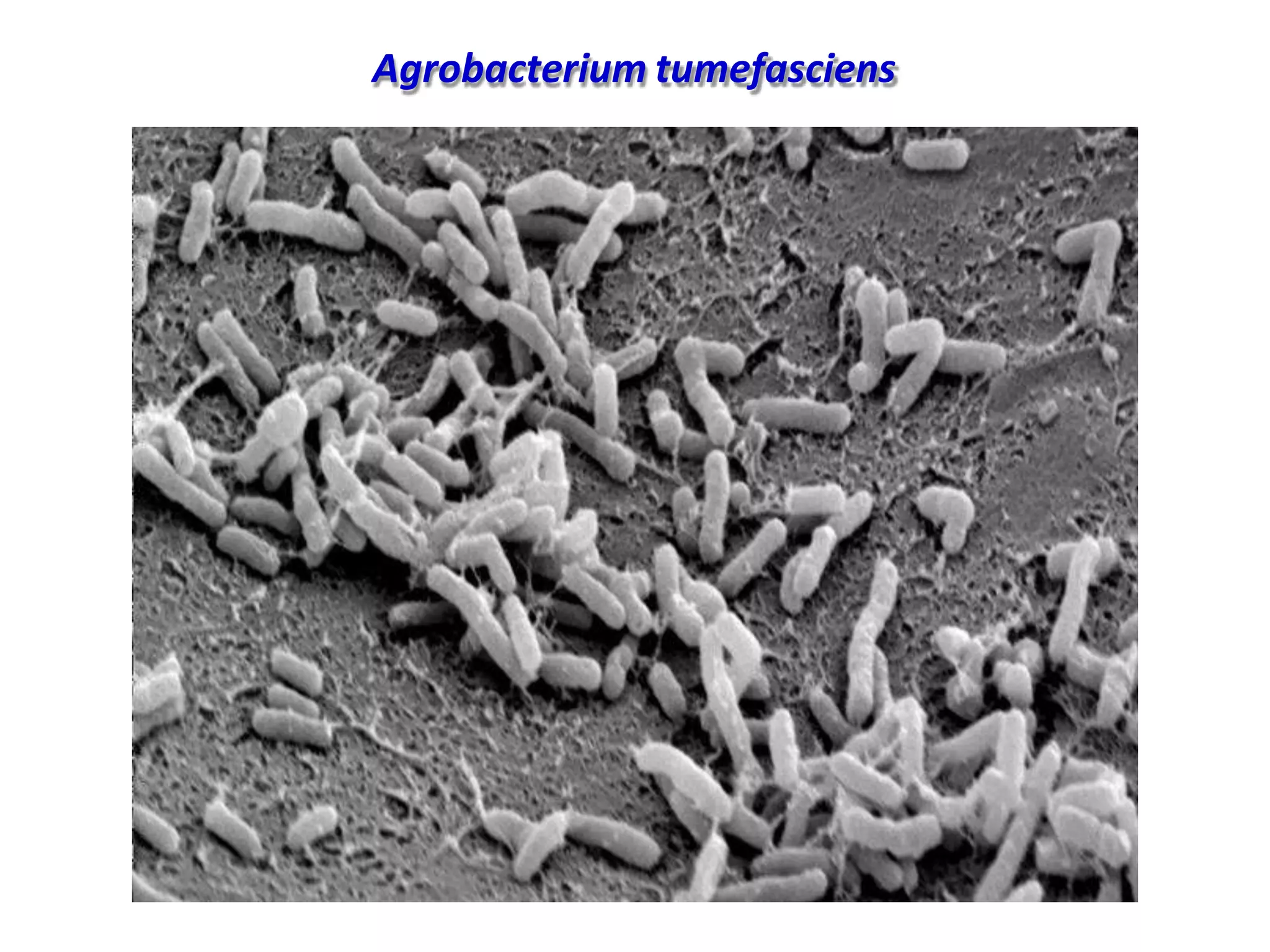 Agrobacterium tumefasciens
 