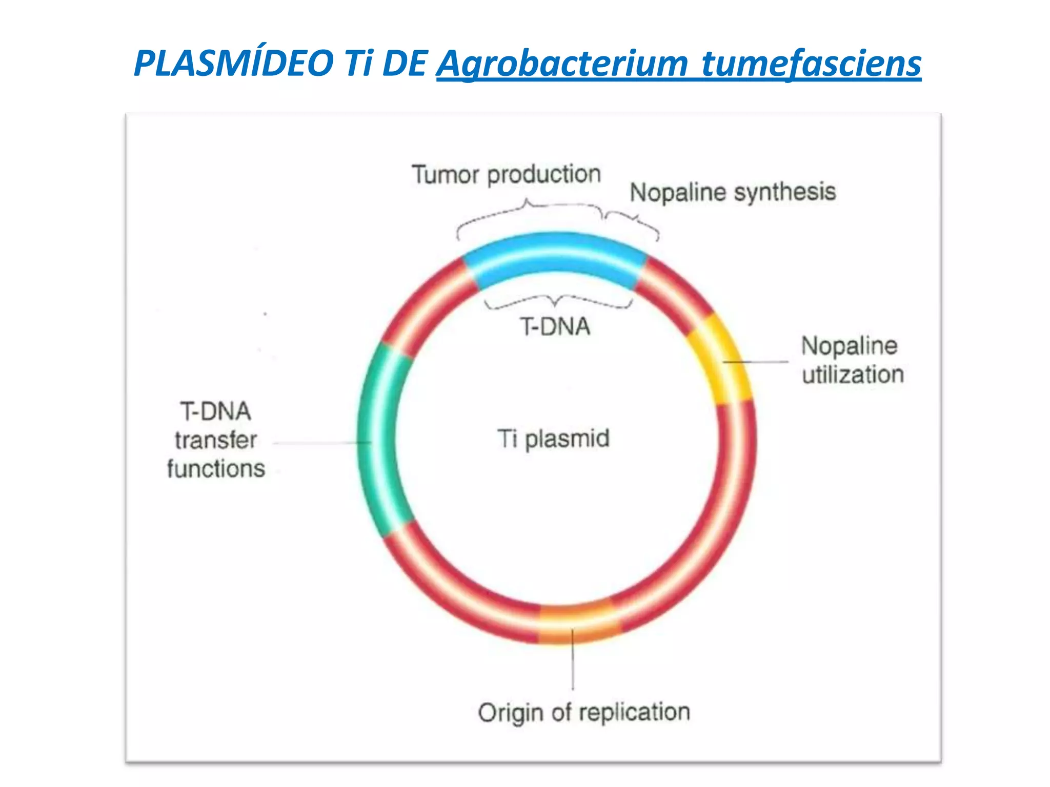 PLASMÍDEO Ti DE Agrobacterium tumefasciens
 