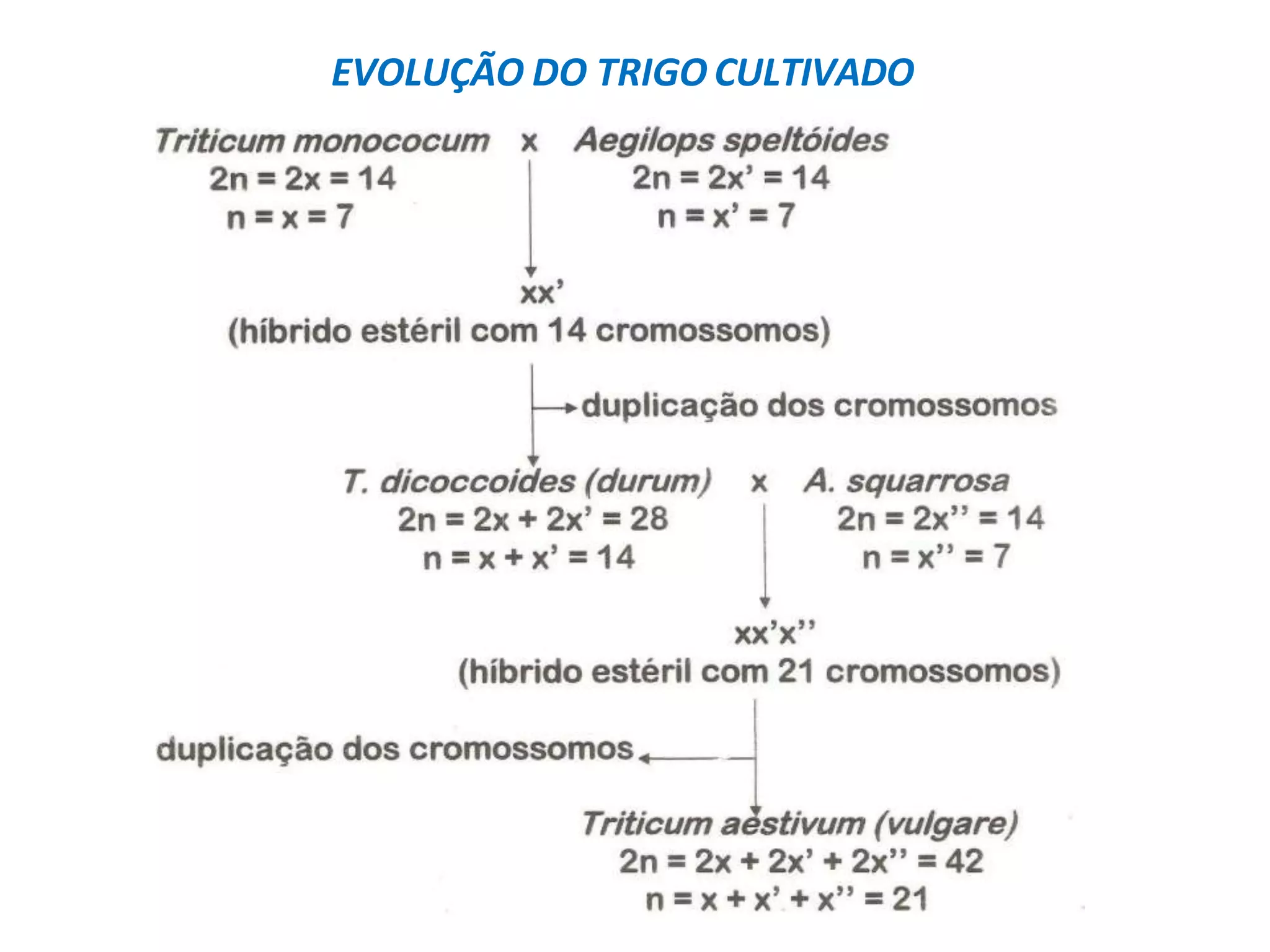 EVOLUÇÃO DO TRIGO CULTIVADO
 