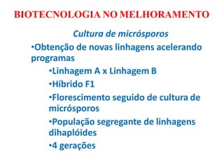 BIOTECNOLOGIA NO MELHORAMENTO
Cultura de micrósporos
•Obtenção de novas linhagens acelerando
programas
•Linhagem A x Linhagem B
•Híbrido F1
•Florescimento seguido de cultura de
micrósporos
•População segregante de linhagens
dihaplóides
•4 gerações
 