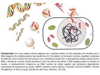 Eletroporação: Em uma cubeta, células vegetais sem a parede celular (1) são colocadas em contato com o
DNA exógeno (2) e lipídios polares tipo lipofectina (3). Os lipídios, ao formarem micelas, engolfam moléculas
de DNA (4). Essas micelas formam pontes com a membrana celular (5). A aplicação do choque elétrico leva o
DNA a atravessar a ponte micela-membrana. Uma vez dentro da célula, o DNA exógeno pode se instalar no
núcleo, e eventualmente integrar-se ao DNA nuclear da célula vegetal, por processos dependentes
unicamente da bioquímica da célula. FONTE: Zanettini, Maria Helena e Pasquali, Giancarlo (2004), “Plantas
Transgênicas”, in Mir, Luis (org.), Genômica. São Paulo: Atheneu, 721-736.
 