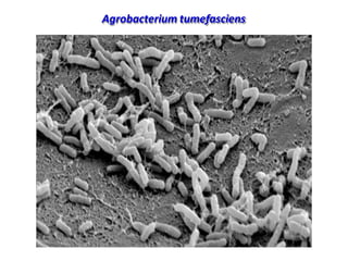 Agrobacterium tumefasciens
 