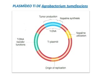 PLASMÍDEO Ti DE Agrobacterium tumefasciens
 