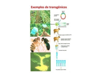 Exemplos de transgênicos
 