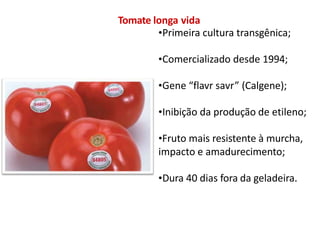Tomate longa vida
•Primeira cultura transgênica;
•Comercializado desde 1994;
•Gene “flavr savr” (Calgene);
•Inibição da produção de etileno;
•Fruto mais resistente à murcha,
impacto e amadurecimento;
•Dura 40 dias fora da geladeira.
 