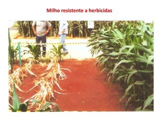 Milho resistente a herbicidas
 