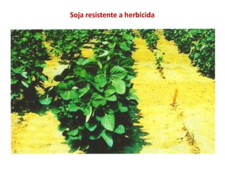 Soja resistente a herbicida
 