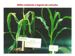 Milho resistente à lagarta do cartucho
 