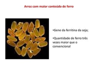 Arroz com maior conteúdo de ferro
•Gene da ferritina da soja;
•Quantidade de ferro três
vezes maior que o
convencional
 